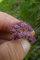 Mutellina purpurea