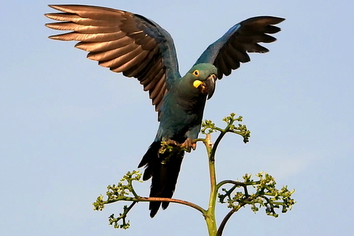 Indigo Macaw