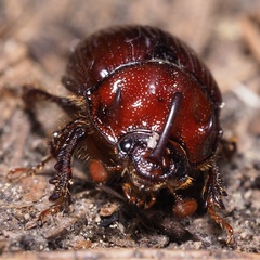 Odonteus armiger
