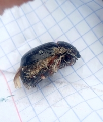 Scarabaeidae