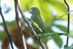 Brotogeris versicolurus