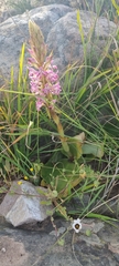 Satyrium erectum