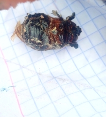 Scarabaeidae