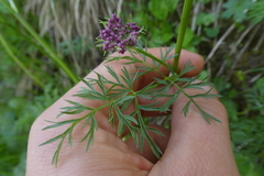 Mutellina purpurea