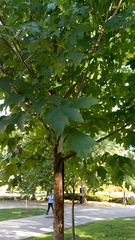 Acer floridanum
