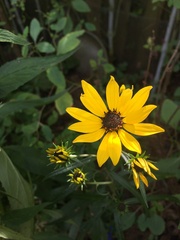 Helianthus angustifolius