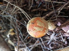 Amanita wellsii