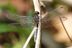 Erythemis