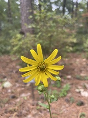 Silphium asteriscus simpsonii