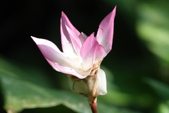 Goeppertia loeseneri