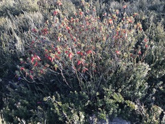 Stenanthera conostephioides