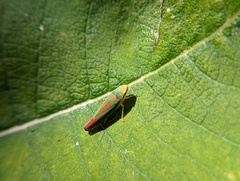 Graphocephala fennahi