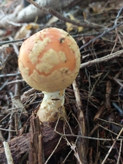 Amanita wellsii