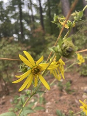 Silphium asteriscus simpsonii