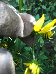 Helianthus angustifolius