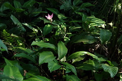 Goeppertia loeseneri