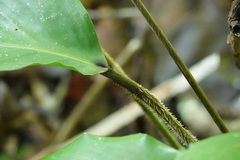 Goeppertia loeseneri