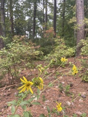 Silphium asteriscus simpsonii