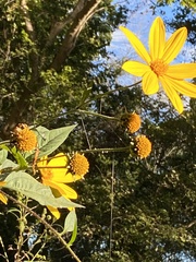 Helianthus tuberosus