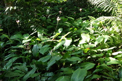 Goeppertia loeseneri