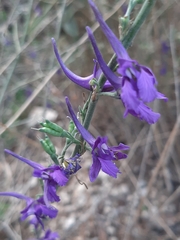 Delphinium consolida