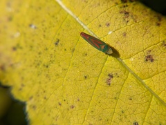 Graphocephala fennahi