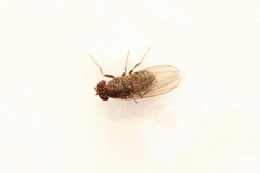 Drosophila repleta