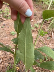 Silphium asteriscus simpsonii