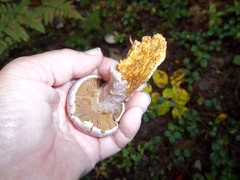 Cortinarius traganus
