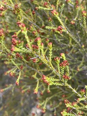 Passerina truncata