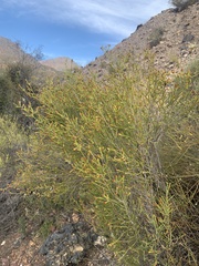 Passerina truncata