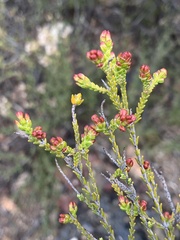 Passerina truncata