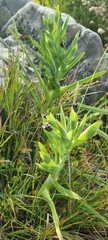 Ferraria crispa
