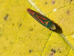 Graphocephala fennahi