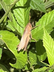 Schistocerca damnifica