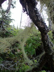 Usnea longissima