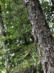 Pinus echinata