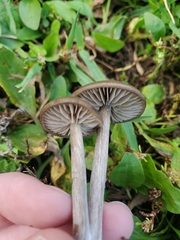 Entoloma sericeum