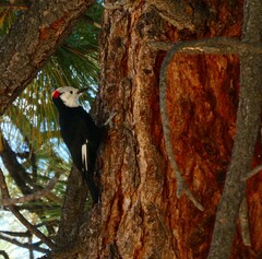 Dryobates albolarvatus