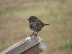 Melospiza melodia morphna