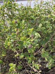 Rubus idaeus