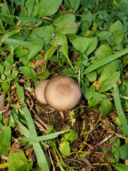 Entoloma sericeum