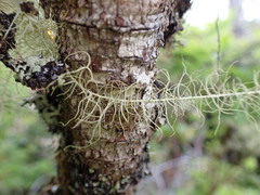 Usnea longissima