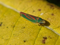 Graphocephala fennahi
