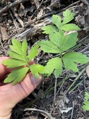 Hydrophyllum virginianum