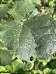 Harmonia axyridis
