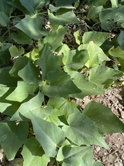 Cucurbita foetidissima