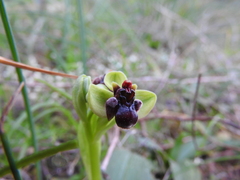 Ophrys bombyliflora