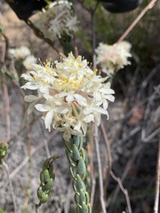Lachnaea naviculifolia