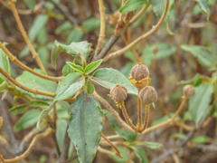 Cistus laurifolius